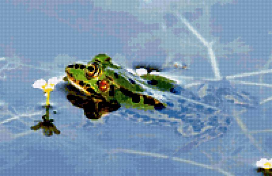 лягушка - лягушки, животные - предпросмотр