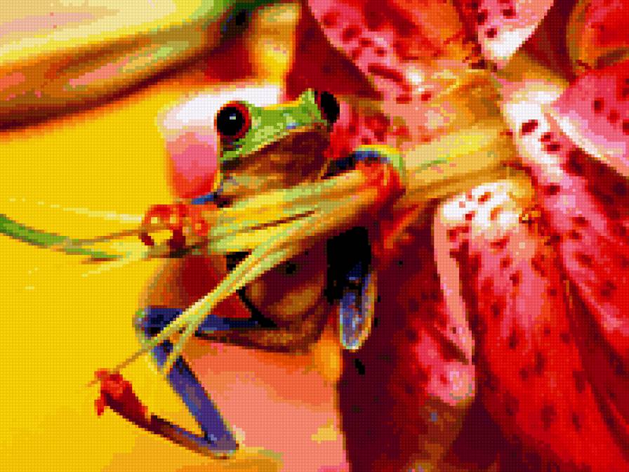 лягушка на цветке - животные, лягушки - предпросмотр