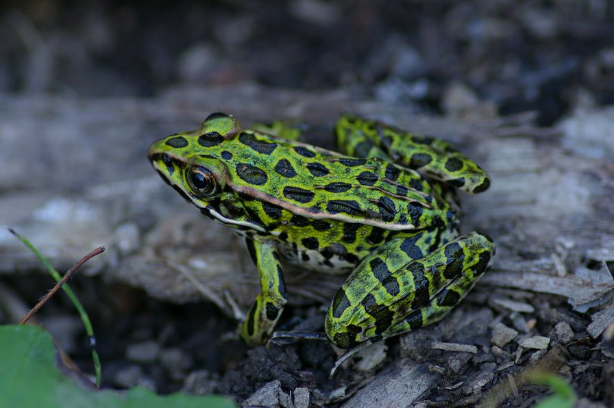 лягушка - лягушки, животные - оригинал