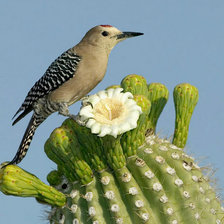 Схема вышивки «кактус, птица»