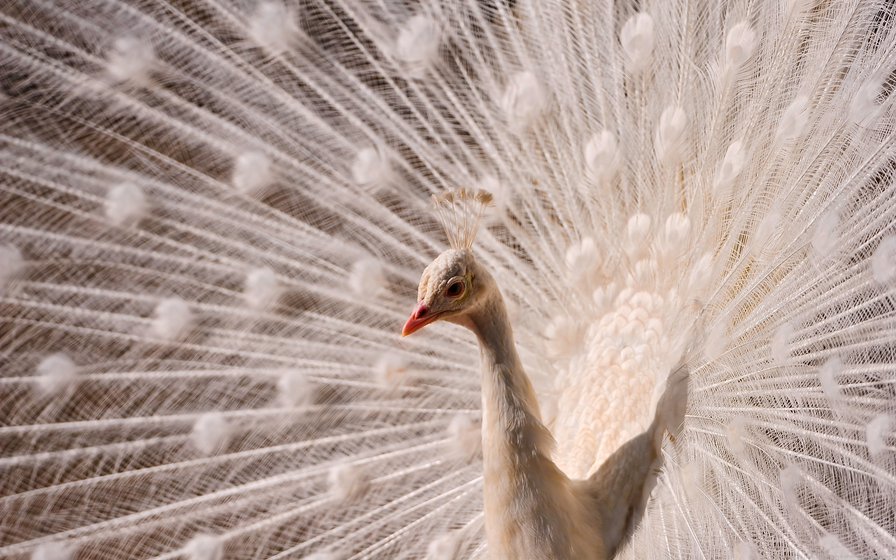 Белый павлин - птицы, животные - оригинал