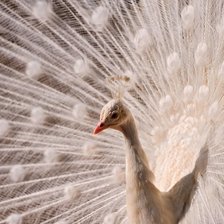 Белый павлин