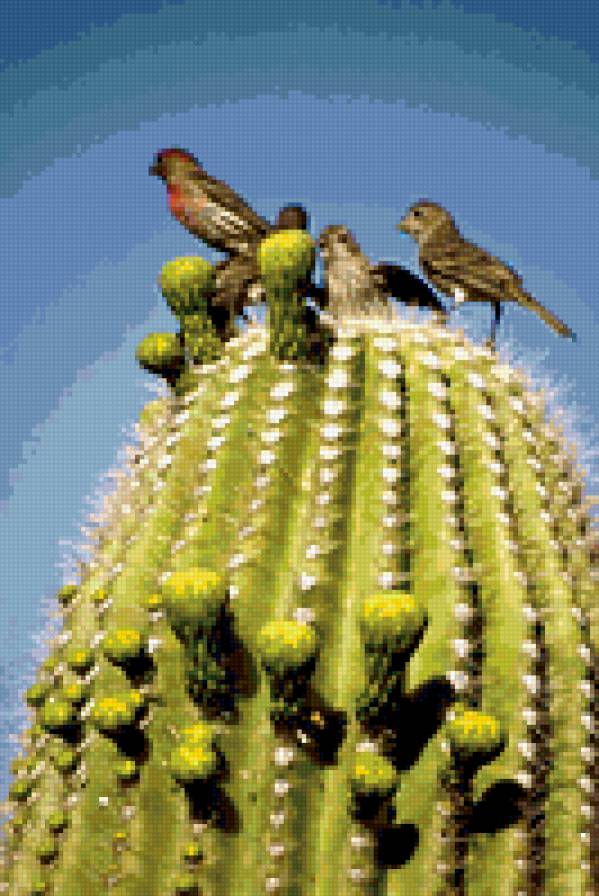 кактусы - птицы, кактус - предпросмотр