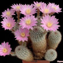 Схема вышивки «кактус»