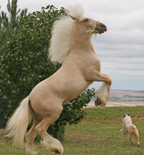 На свободе - кони, лошади, животные, белая красавица - оригинал