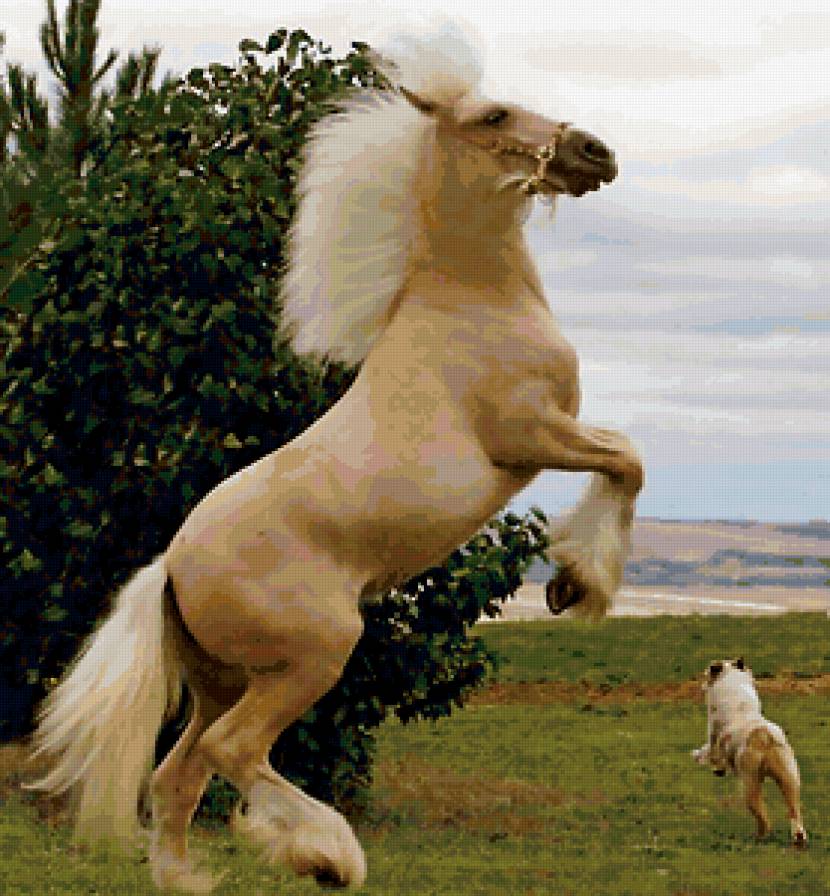 На свободе - животные, лошади, кони, белая красавица - предпросмотр
