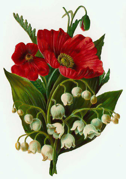 Маки, ландыши - букет, цветы - оригинал