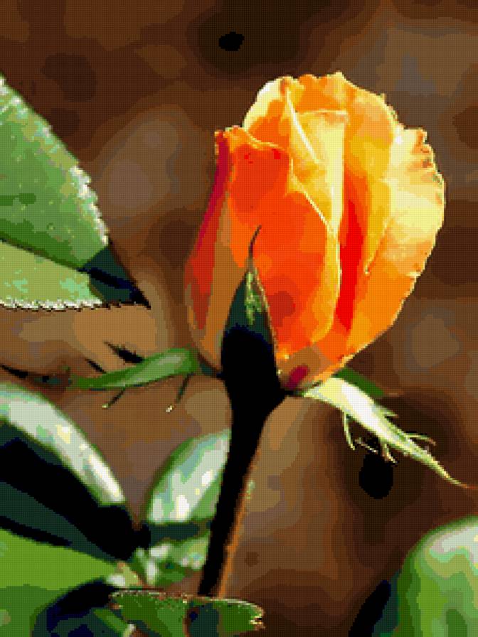 роза - цветы, роза, розы, цветок - предпросмотр