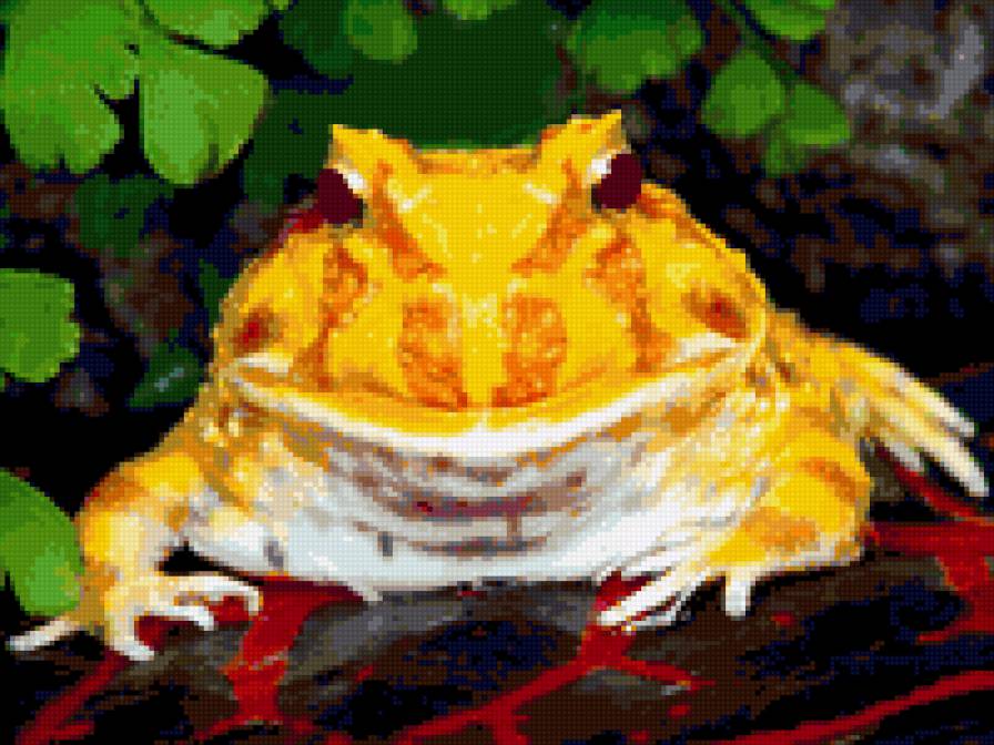 Желтая лягушка - животные - предпросмотр