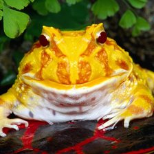 Схема вышивки «Желтая лягушка»