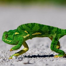 хамелеон