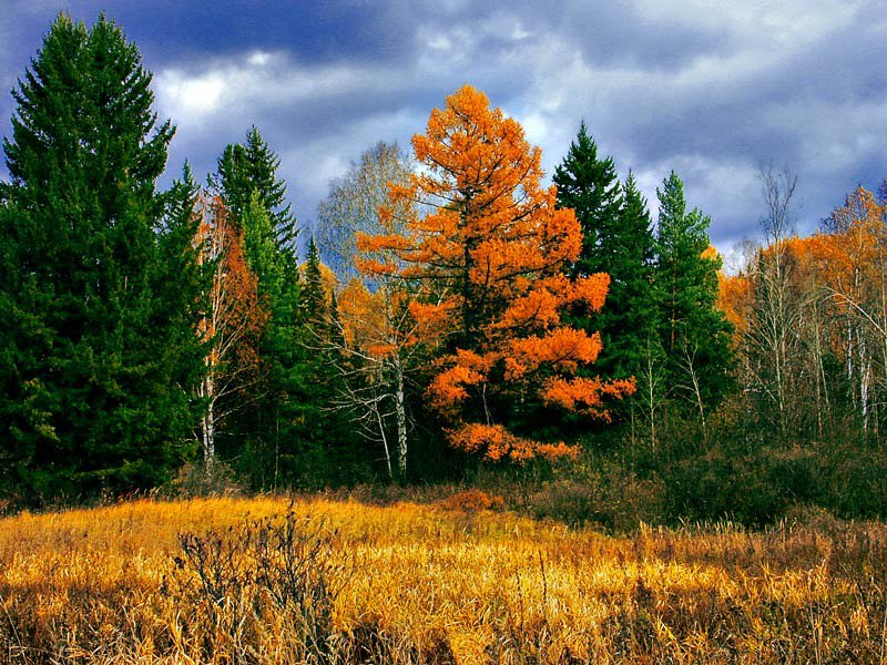 Осень - природа, осень, лес - оригинал