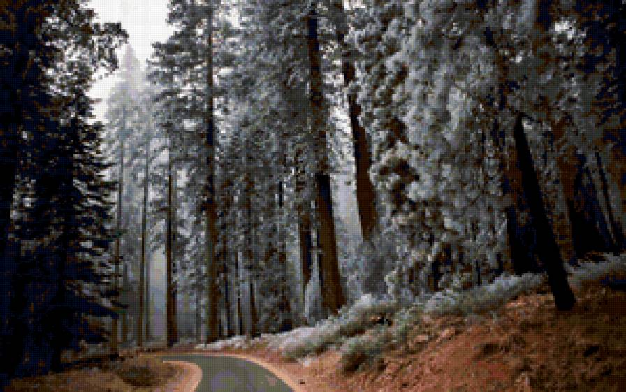 Серия "Сосны" - зима, сосны, дорога - предпросмотр