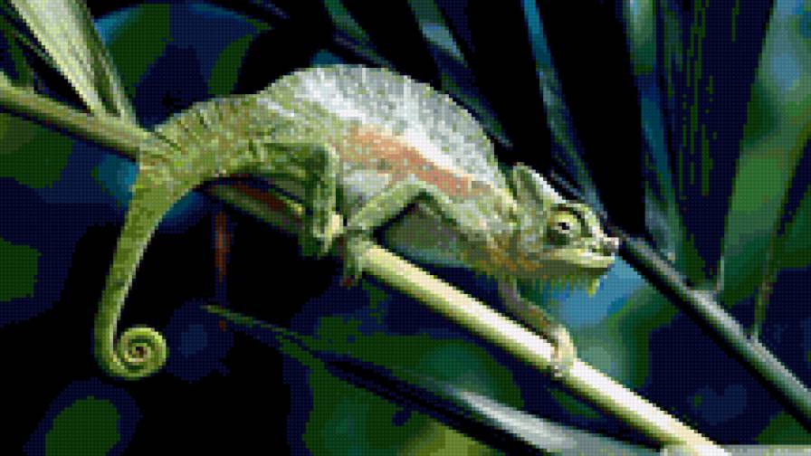 хамелеон - рептилии, животные - предпросмотр