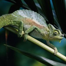 Схема вышивки «хамелеон»