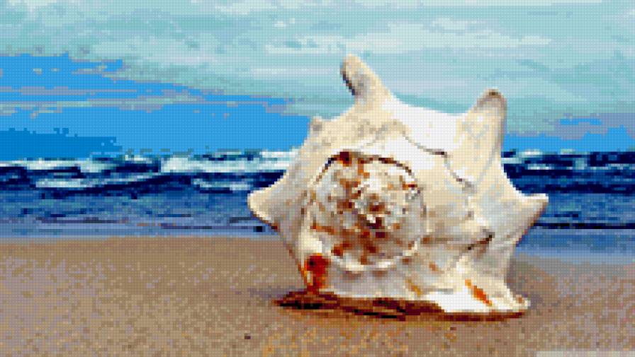 Морская раковина - природа, море - предпросмотр