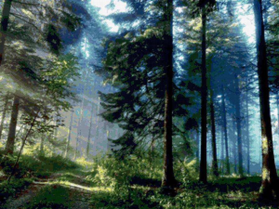 Серия "Сосны" - сосны, лес, природа - предпросмотр