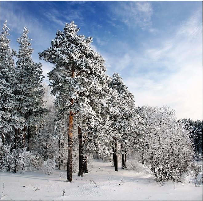 Серия "Сосны" - сосны, снег, природа, лес, зима - оригинал