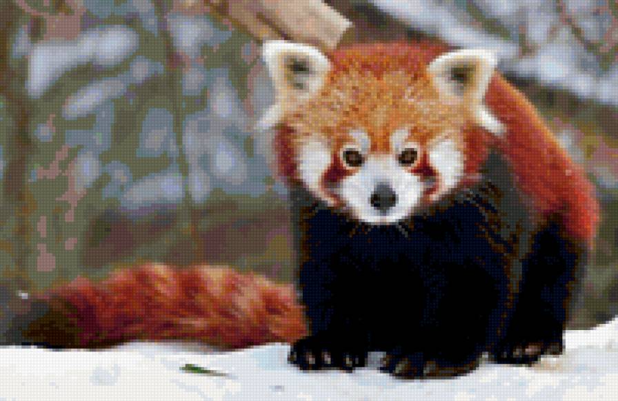 красная панда - красная панда - предпросмотр