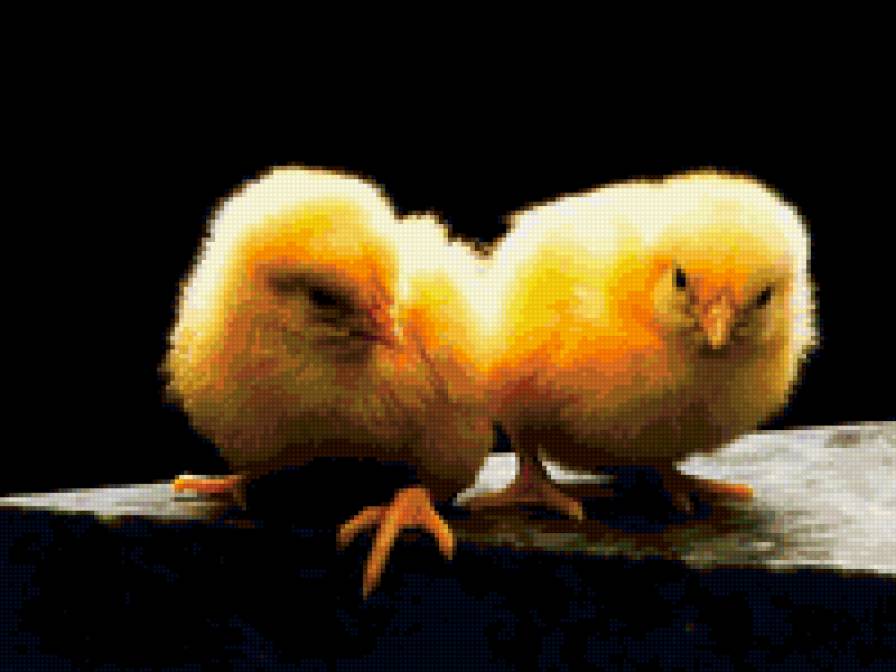 Цыплята - предпросмотр