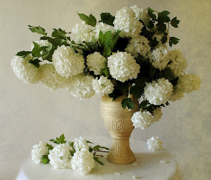 цветы - природа - оригинал