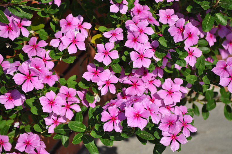 №318730 - цветы - оригинал