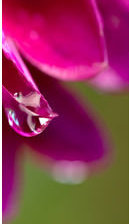 Схема вышивки «Сиреневые лепестки часть3»