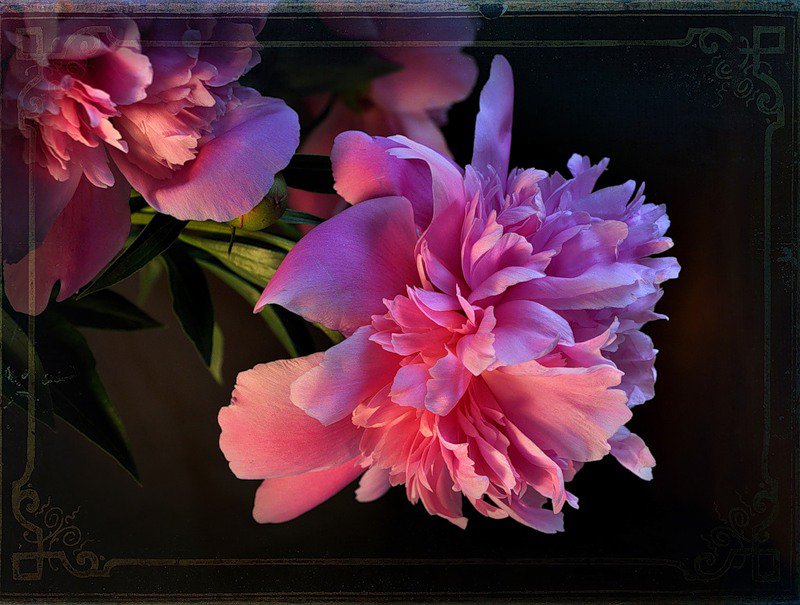 пионы - цветы, пионы, на черном - оригинал