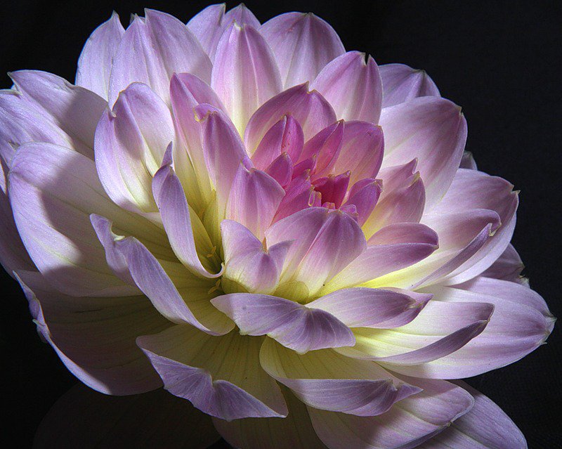 №318796 - цветы, цветок - оригинал