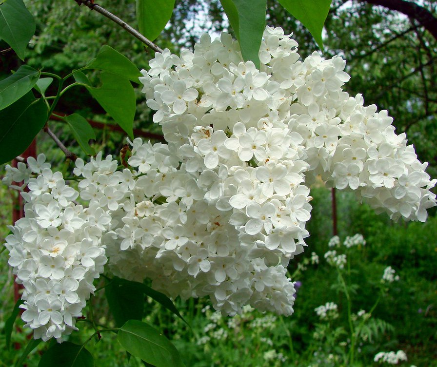 белая сирень - сирень, цветы - оригинал