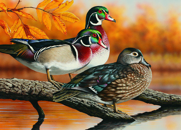утки - животные, природа, осень - оригинал