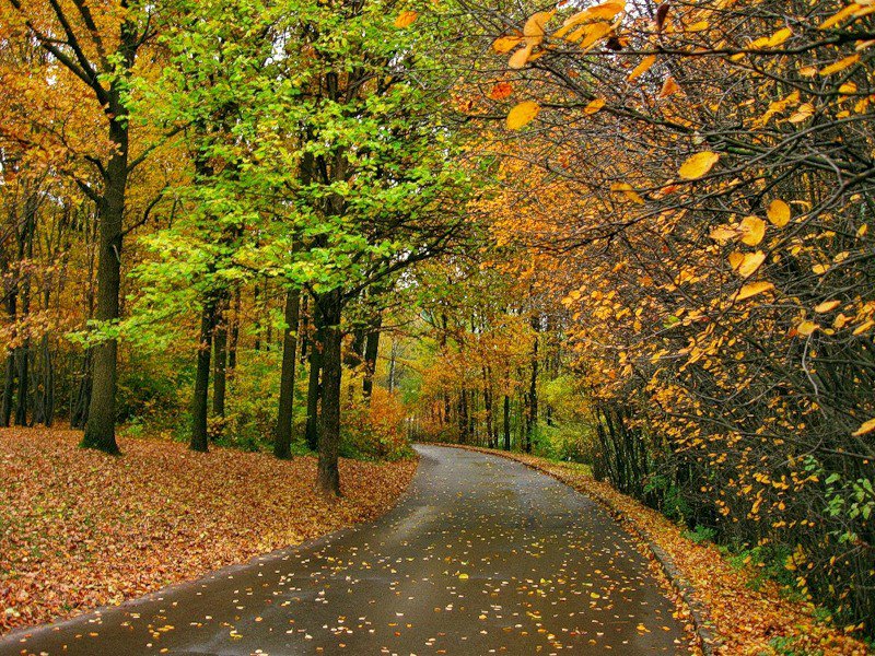дорога в осень - дорога, деревья, пейзаж, природа, осень - оригинал