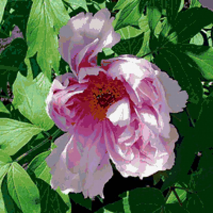 пионы - цветы, пионы - предпросмотр