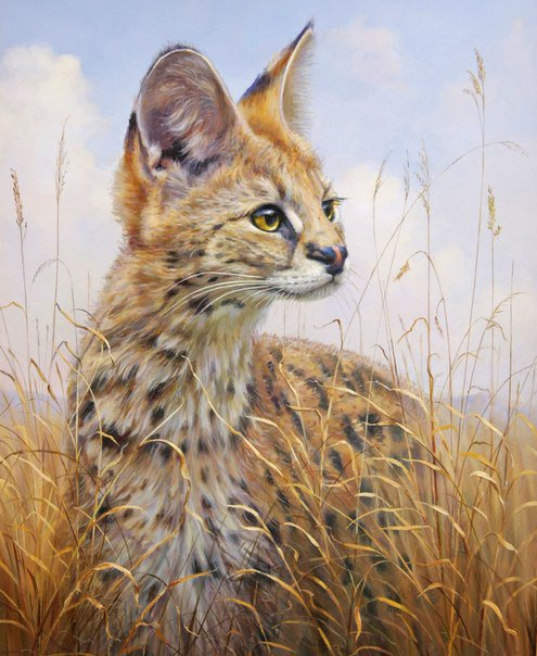 манул - леопард, африка, животные, кошка, природа - оригинал