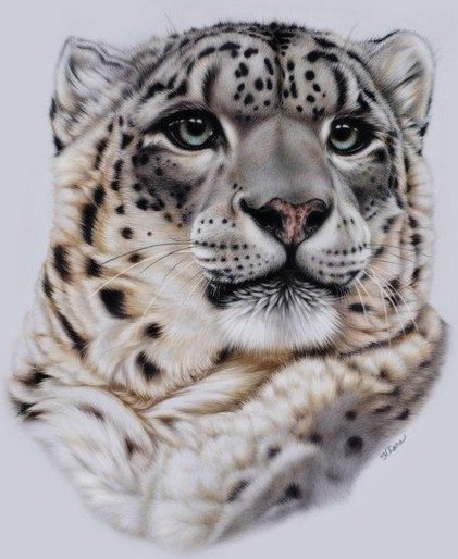 леопард - кошка, кот, животные, тигр, снежный барс - оригинал