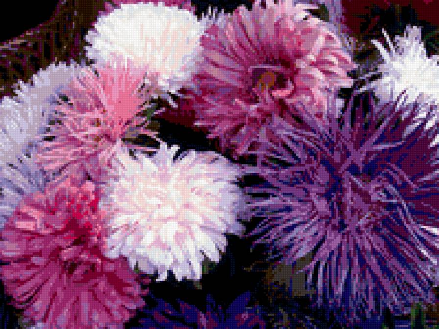 астры - астры, цветы - предпросмотр