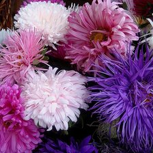 Схема вышивки «астры»