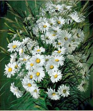 ромашки - цветы - оригинал