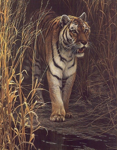 тигр - животные, африка, кошка - оригинал