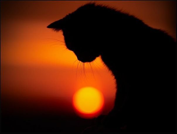 закат - закат, кошка. - оригинал