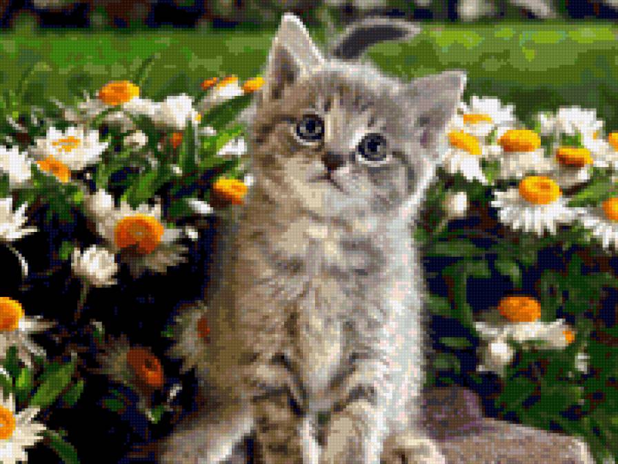 котенок - домашние животные - предпросмотр