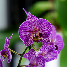 Схема вышивки «№319065»