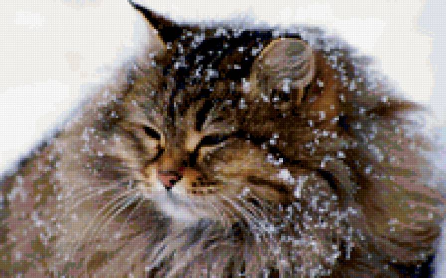 кошка в снегу - животные, кошка, зима - предпросмотр