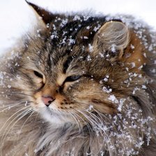Оригинал схемы вышивки «кошка в снегу» (№319184)