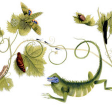 Схема вышивки «Хамелеон»