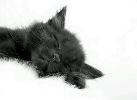 котенок - животные, кошка - оригинал