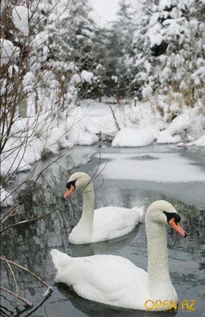 птицы - природа - оригинал