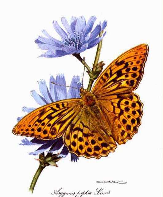 №319294 - голубые цветы, бабочка, цветы - оригинал