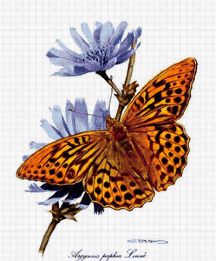 №319294 - бабочка, голубые цветы, цветы - предпросмотр