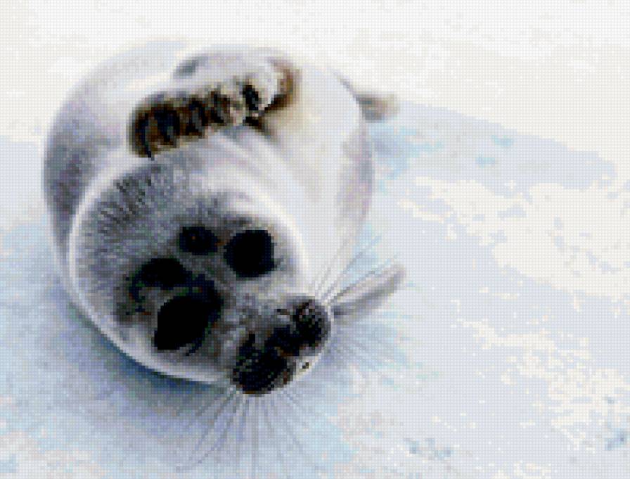 нерпа - нерпа - предпросмотр